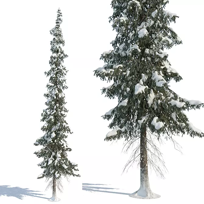 Winter Taiga Spruce (20m) 3D model image 2