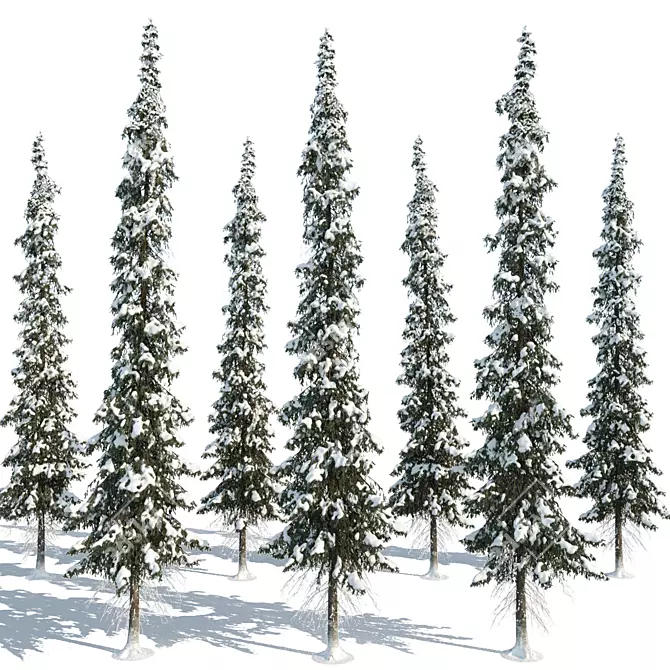 Winter Taiga Spruce (20m) 3D model image 3