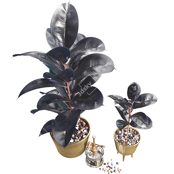 Dark Ficus Elastica Plant Model 3D model image 2