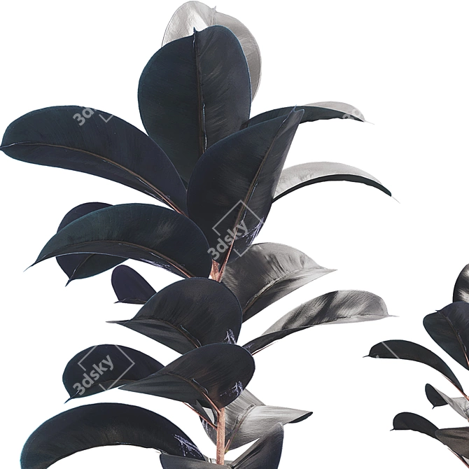 Dark Ficus Elastica Plant Model 3D model image 3