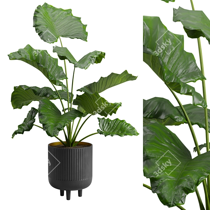 Giant Taro Indoor Houseplant Beauty 3D model image 2