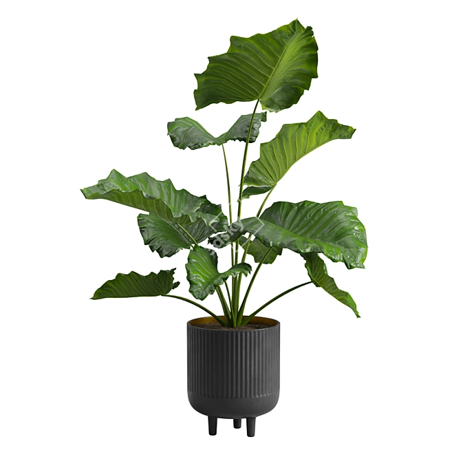 Giant Taro Indoor Houseplant Beauty 3D model image 5