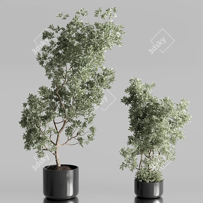 Elegant Olive Tree Set Oilve 3D model image 1