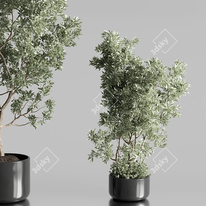 Elegant Olive Tree Set Oilve 3D model image 4