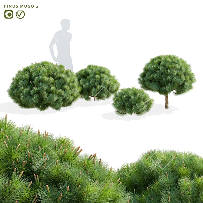 Mountain Pine Tree Bundle Set 3D model image 1