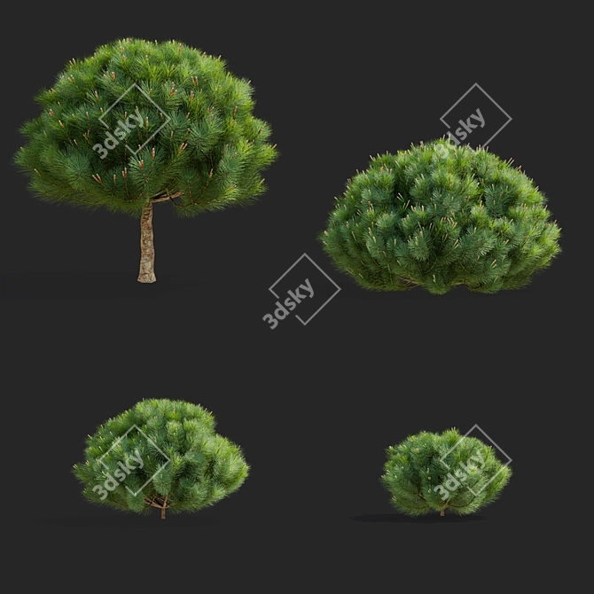 Mountain Pine Tree Bundle Set 3D model image 2