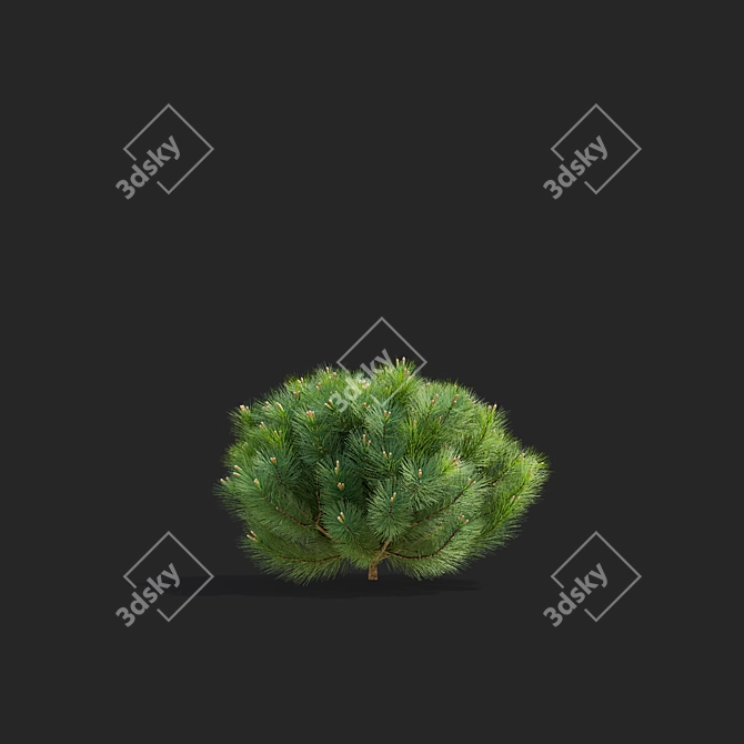 Mountain Pine Tree Bundle Set 3D model image 6