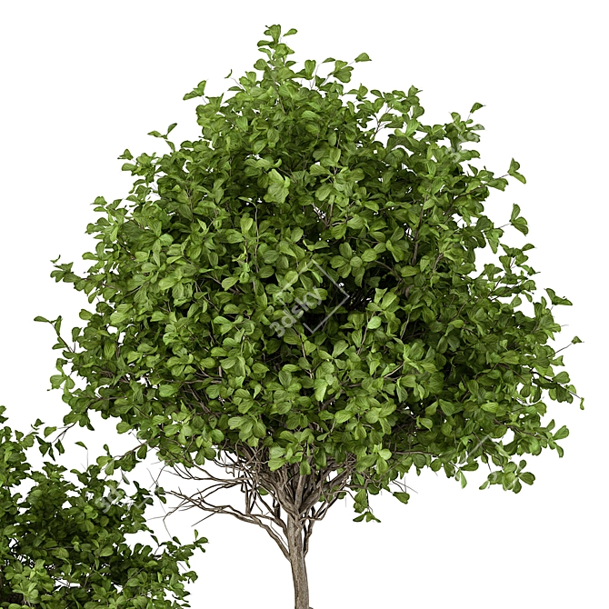 Urban Oasis Tree & Bush 3D model image 4