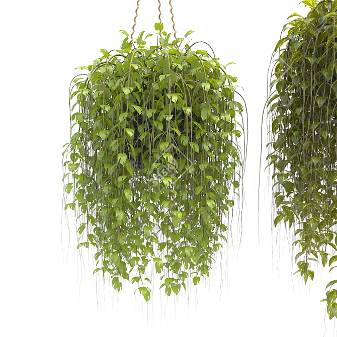 3D Hanging Basket Plants Collection 3D model image 5