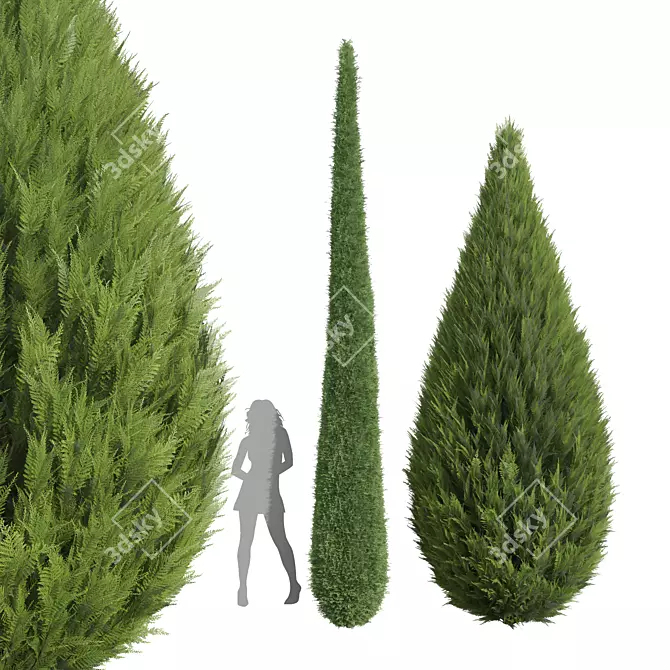 Cypress Juniperus 3D Plant Models 3D model image 1