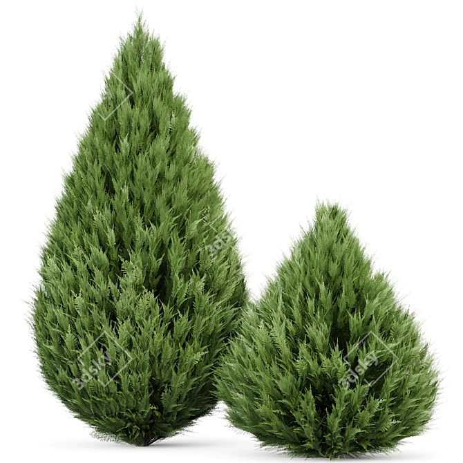 Cypress Juniperus 3D Plant Models 3D model image 3