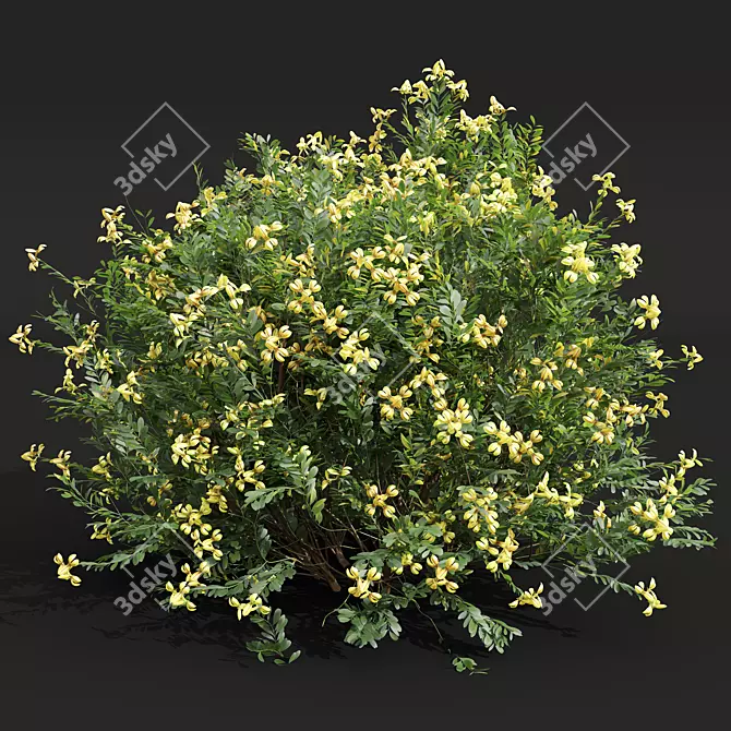 Golden Globe Coronilla Plant 3D Model 3D model image 2