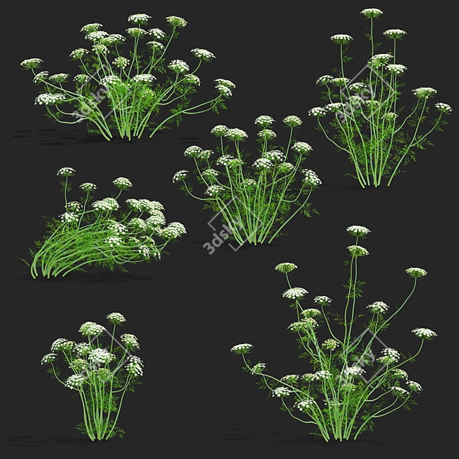 Ammi Visnaga Floral 3D Models 3D model image 2