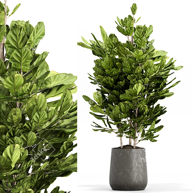 Botanica Set: Lush Indoor Greenery 3D model image 3