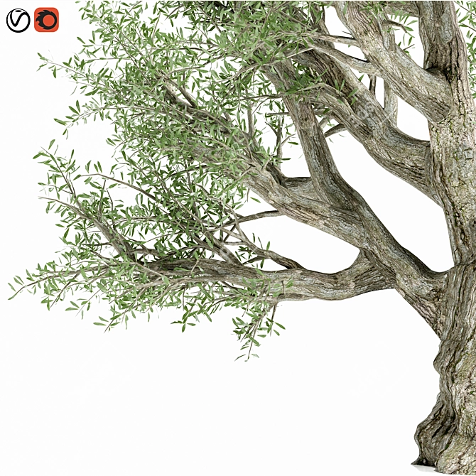 Premium Olive Tree Model 2016 3D model image 2