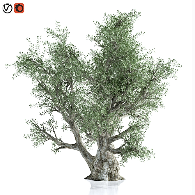 Premium Olive Tree Model 2016 3D model image 5