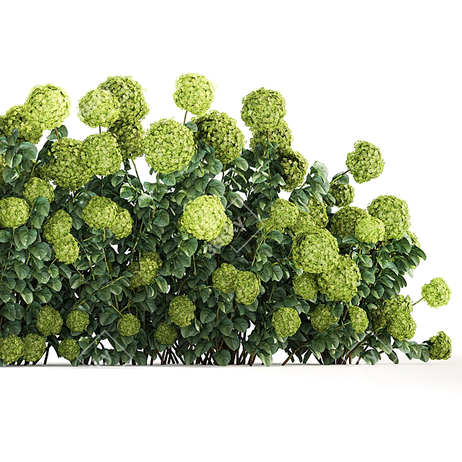 Green Hydrangea Plant Collection for Urban Gardens 3D model image 4