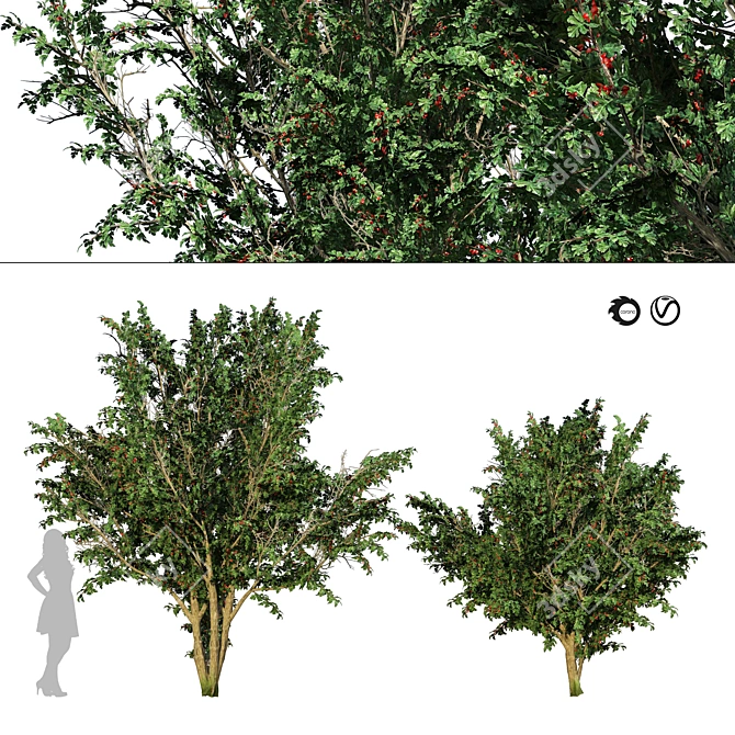 HD Hawthorn Tree Model 3D model image 1