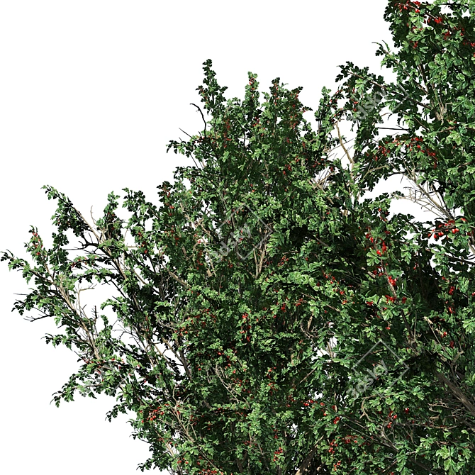 HD Hawthorn Tree Model 3D model image 2