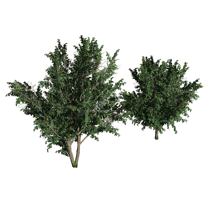 HD Hawthorn Tree Model 3D model image 3