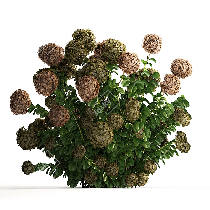 Green Hydrangea Collection for Landscaping 3D model image 2