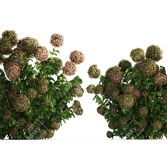 Green Hydrangea Collection for Landscaping 3D model image 3