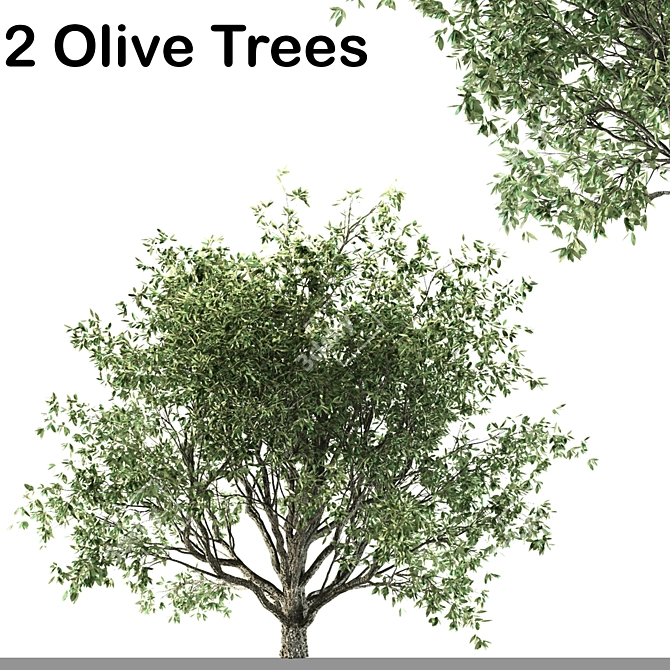 Mediterranean Olive Tree Set 3D model image 1