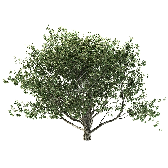 Mediterranean Olive Tree Set 3D model image 2