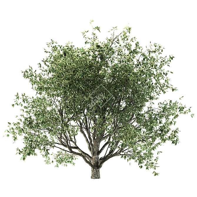 Mediterranean Olive Tree Set 3D model image 5