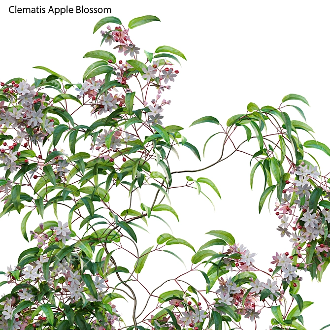 Clematis 3D Plant Models Solution 3D model image 2