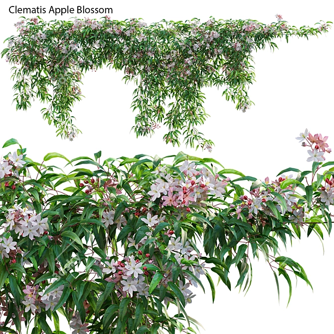 Complete 3D Clematis Plant Collection 3D model image 1