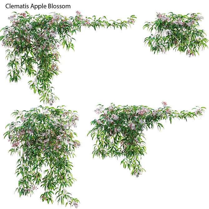 Complete 3D Clematis Plant Collection 3D model image 2