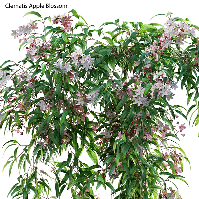 Complete 3D Clematis Plant Collection 3D model image 3