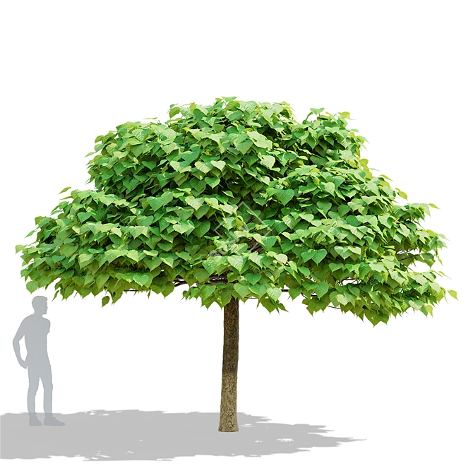 Catalpa Nana Tree Collection 3D model image 2