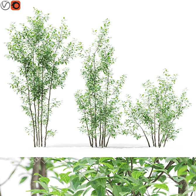 Forest Greenery 3D Tree Model 3D model image 1