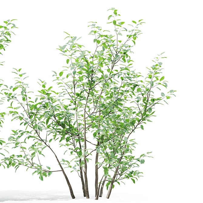 Forest Greenery 3D Tree Model 3D model image 3