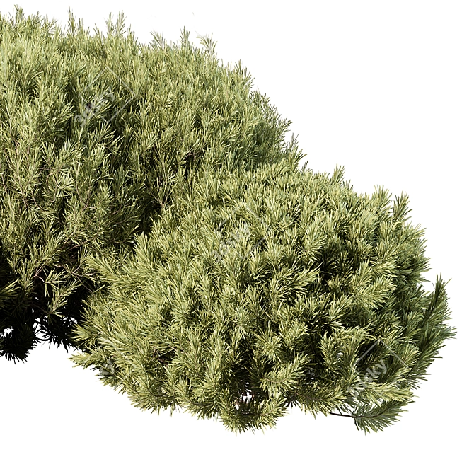 Grass Topiary Ball Plant 111 3D model image 4