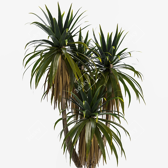 Tropical Palm Tree 3D Model 3D model image 2