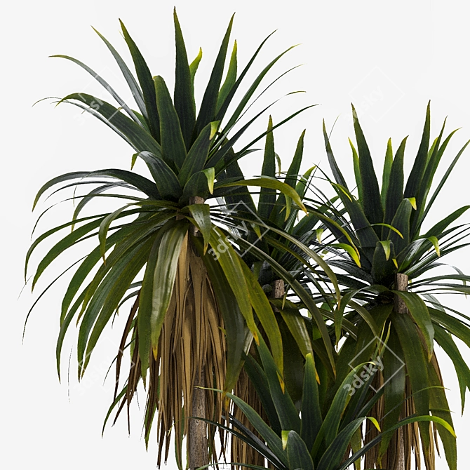 Tropical Palm Tree 3D Model 3D model image 3