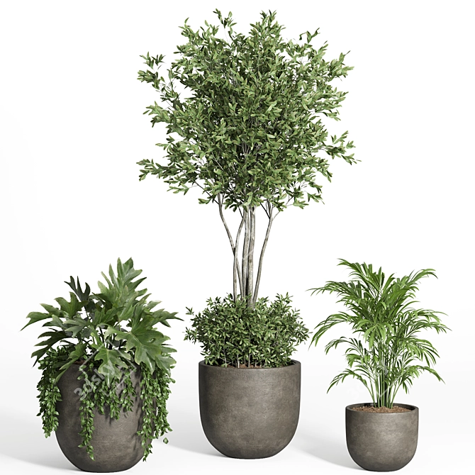 Modern Indoor Plant Set with Dark Concrete Pot 3D model image 3