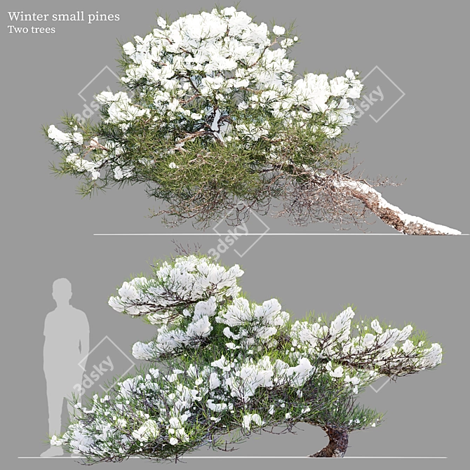 Winter Pine Duo Set, 2m 3D model image 1