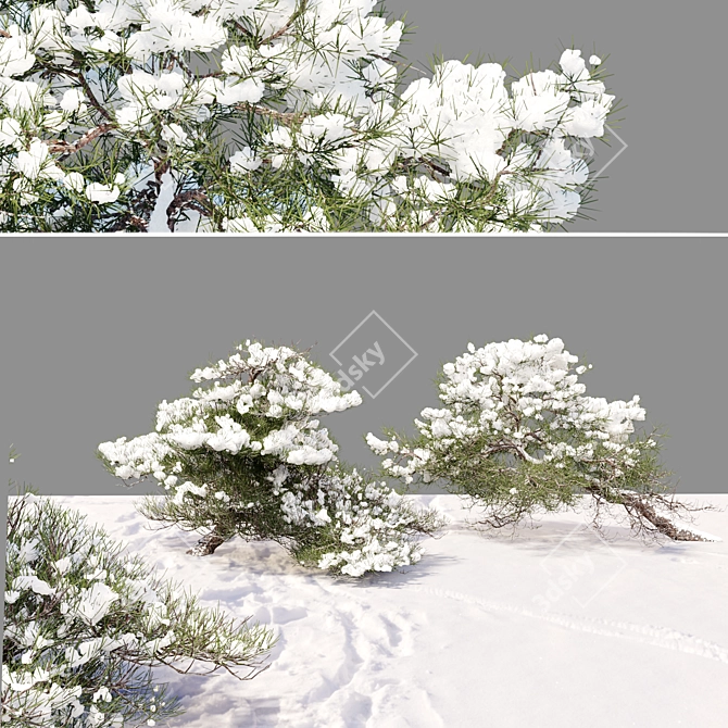 Winter Pine Duo Set, 2m 3D model image 3