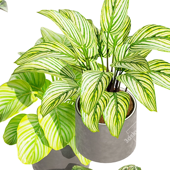 Modern Calathea Leaf Indoor Plant 3D model image 3