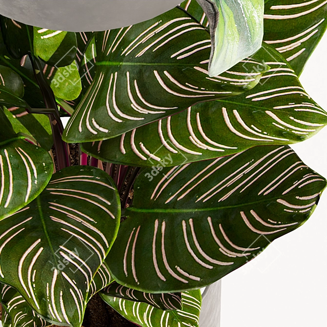 Modern Calathea Leaf Indoor Plant 3D model image 5