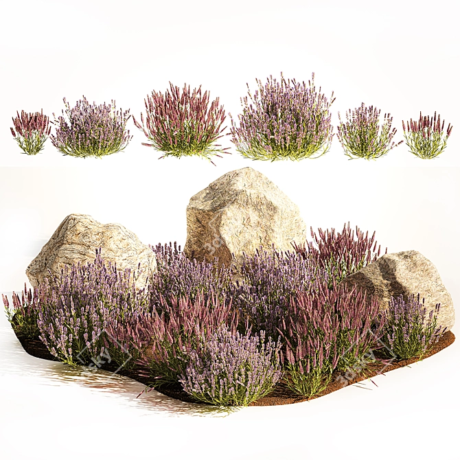 Lavender Bush Collection for Landscaping 3D model image 5