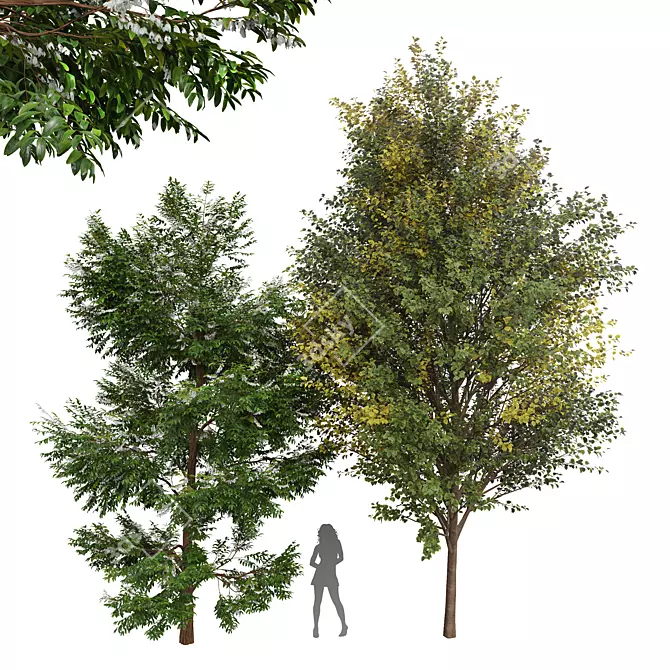 Lush 3D Tree Models Bundle 3D model image 1