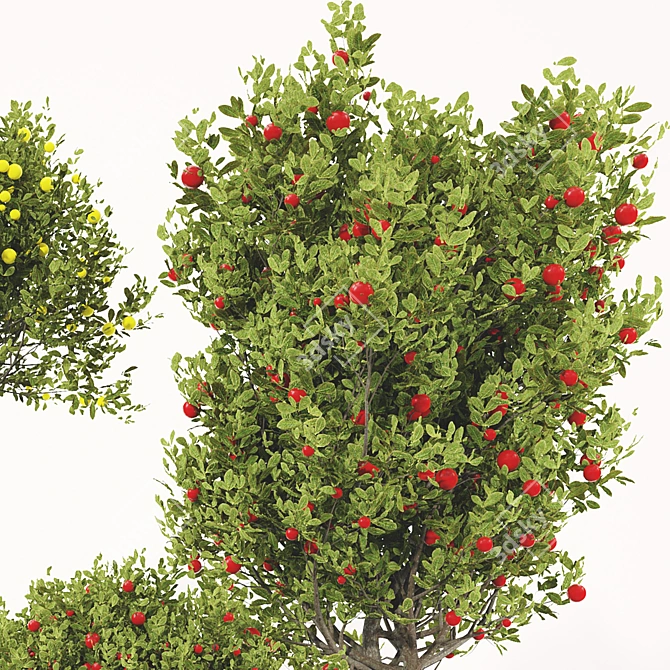 Fruit Tree Plant Collection Set 3D model image 4