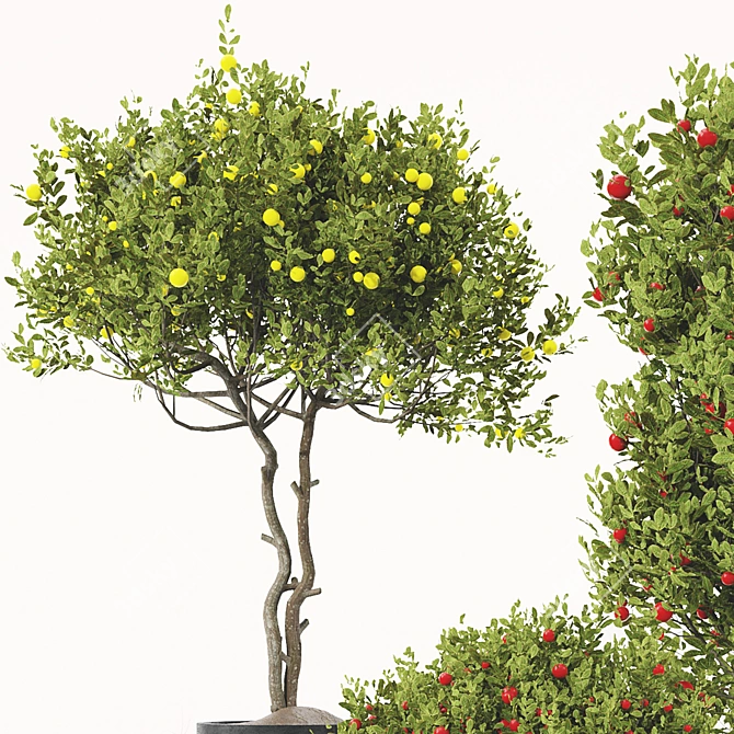 Fruit Tree Plant Collection Set 3D model image 5