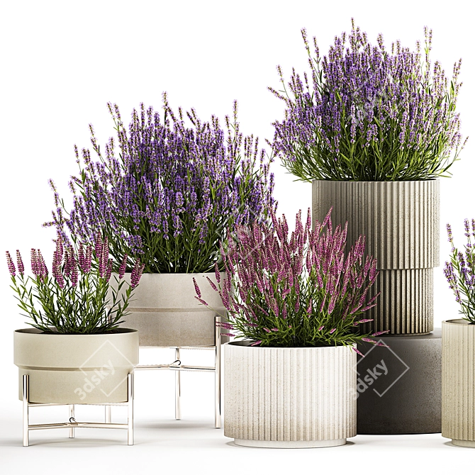 Lavender Collection for Urban Landscaping 3D model image 2