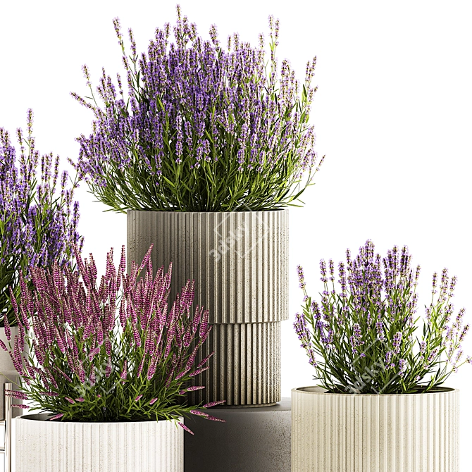 Lavender Collection for Urban Landscaping 3D model image 5